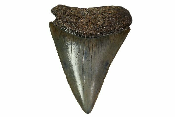 Serrated, Fossil Great White Shark Tooth #158853